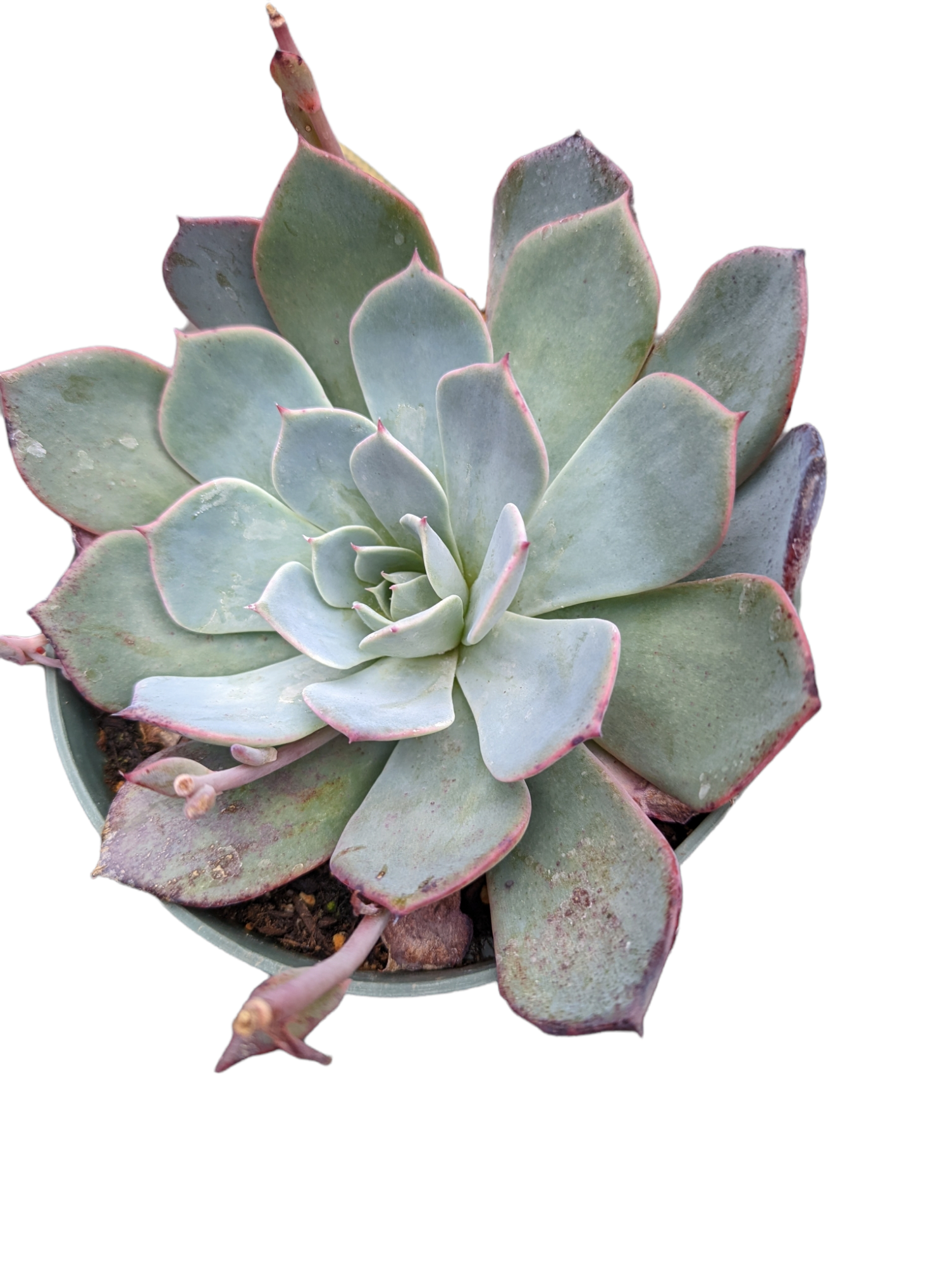 succulent leshy Echeveria Laulensis