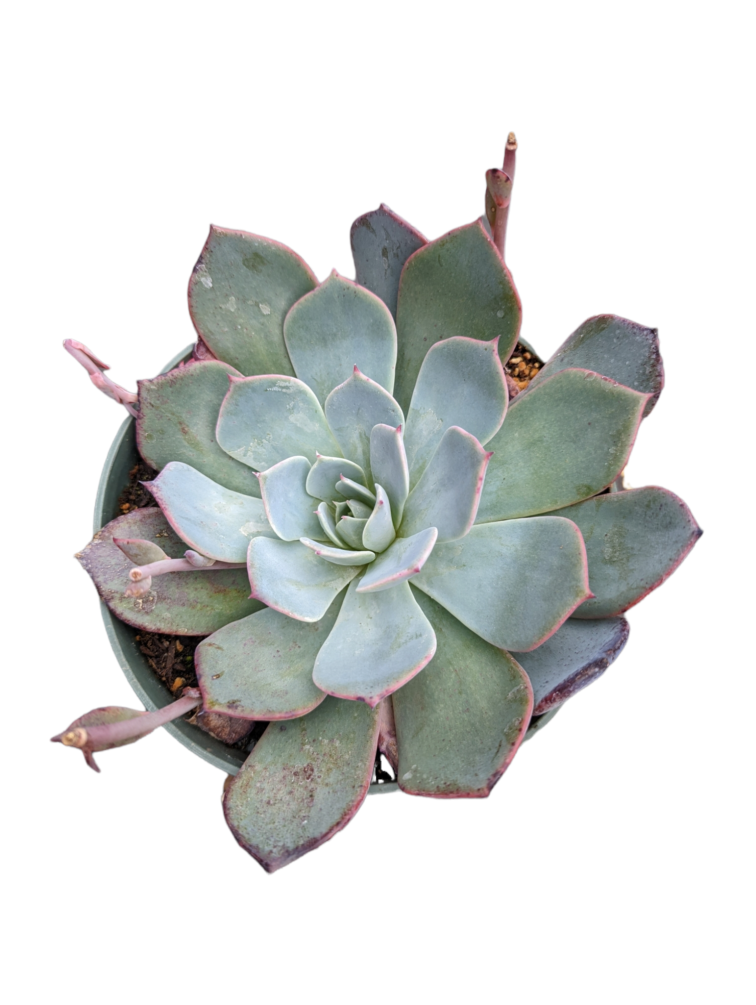 succulent with leathery leaves Echeveria Laulensis
