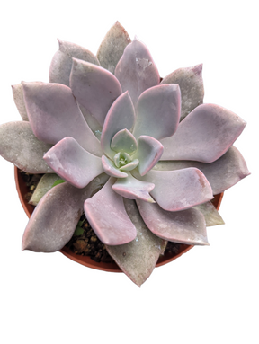Graptoveria 'Debbie' - Succulents Depot