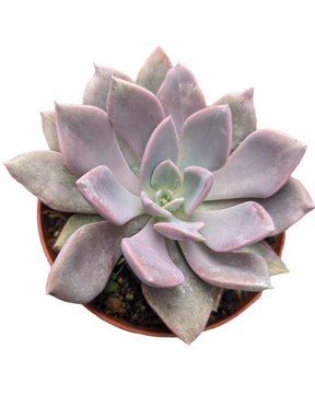 Graptoveria 'Debbie' - Succulents Depot