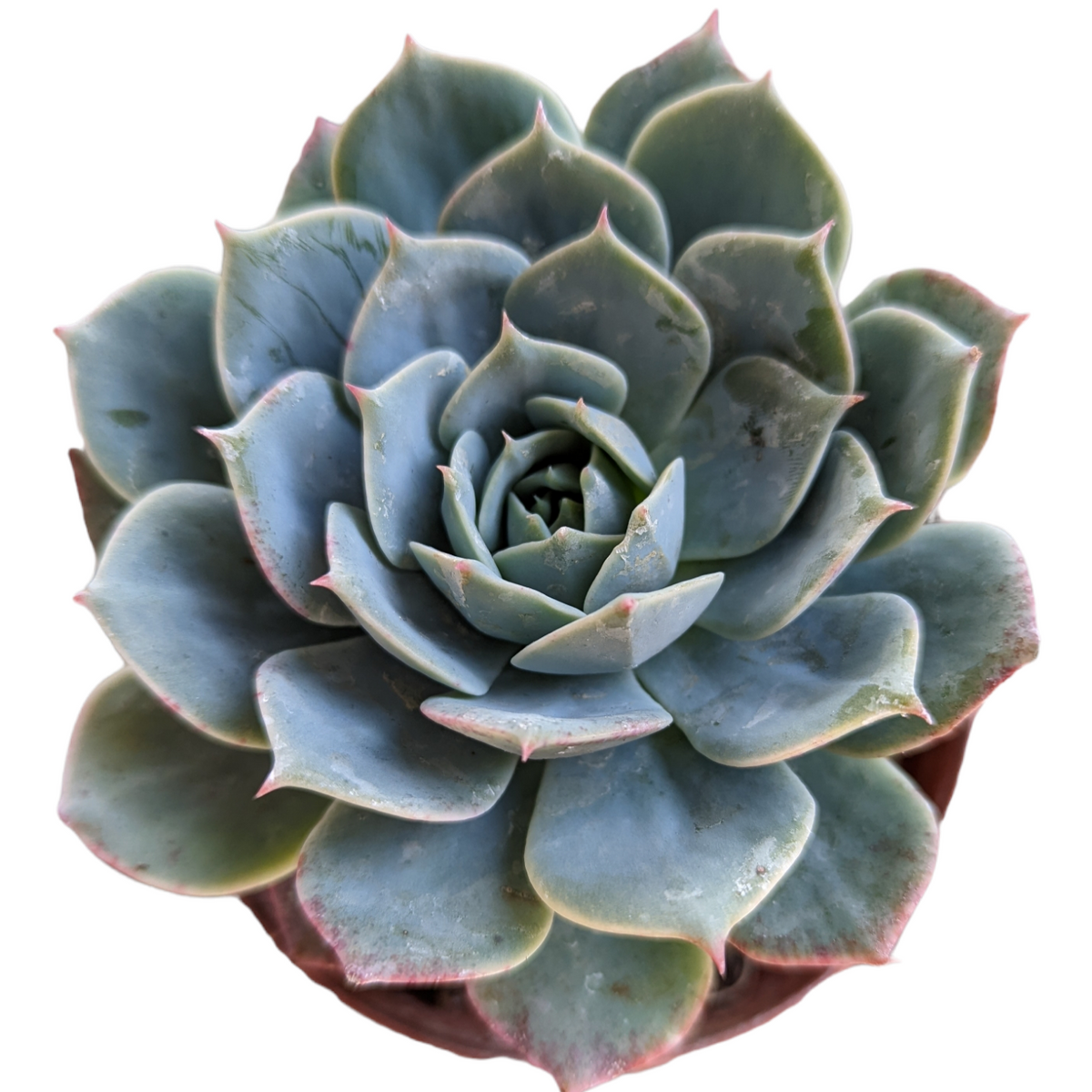 Echeveria 'Fleur Blanc'