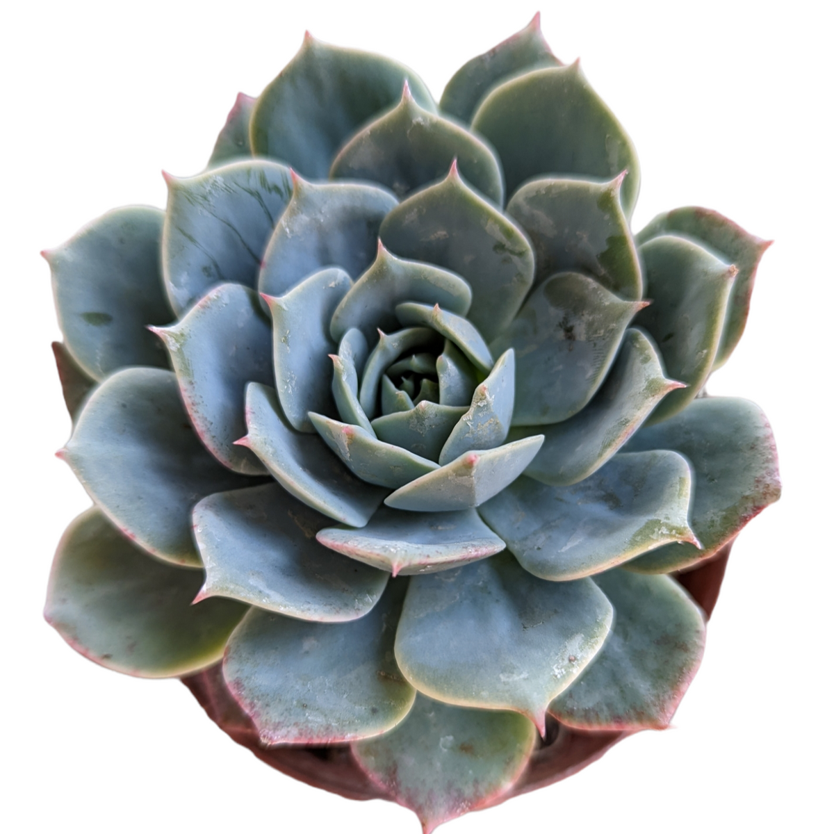 Echeveria 'Fleur Blanc'