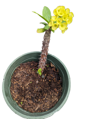 Crown of Thorns - Euphorbia milii