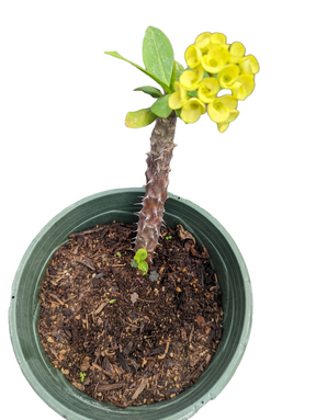 Crown of Thorns - Euphorbia milii