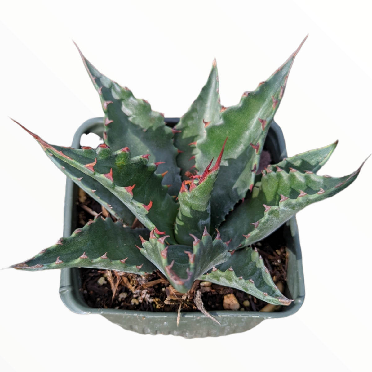 bogenhanf gelb Sansevieria 