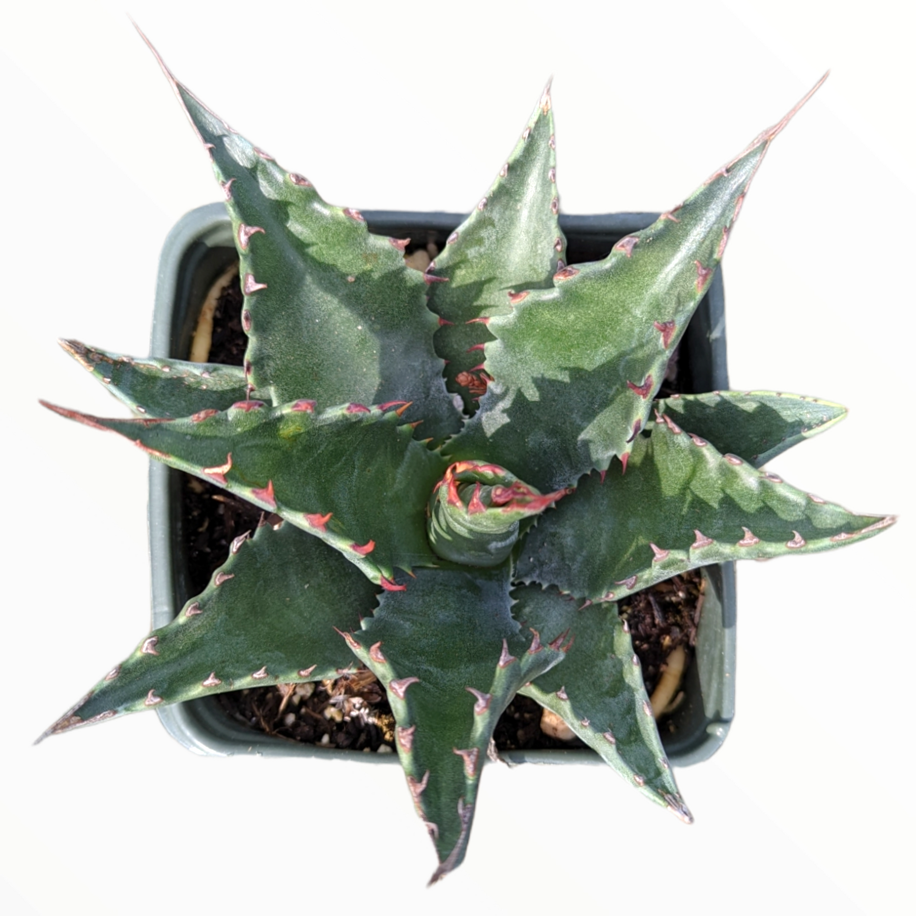 montana succulents Agave montana