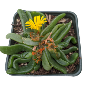 Glottiphyllum longim - Tongue Leaf Plant