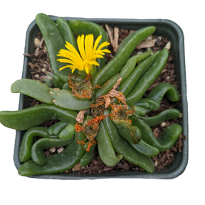 Glottiphyllum longim - Tongue Leaf Plant
