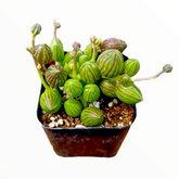 String of Watermelons succulent in a square nursery pot.