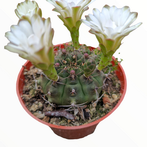 Gymnocalycium baldianum 'Dwarf Chin Cactus'