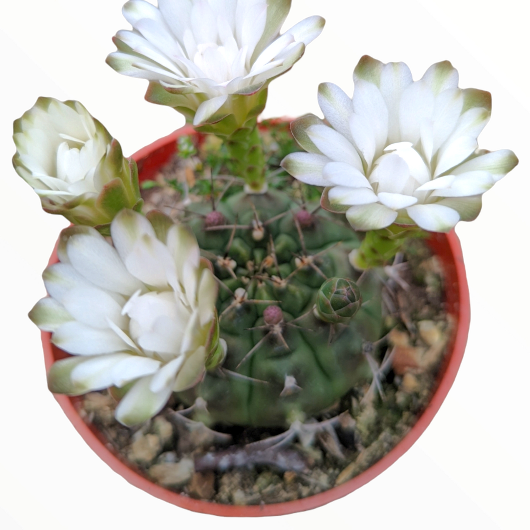 Gymnocalycium baldianum 'Dwarf Chin Cactus'