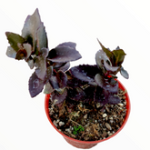 Sedum 'Dark Magic'