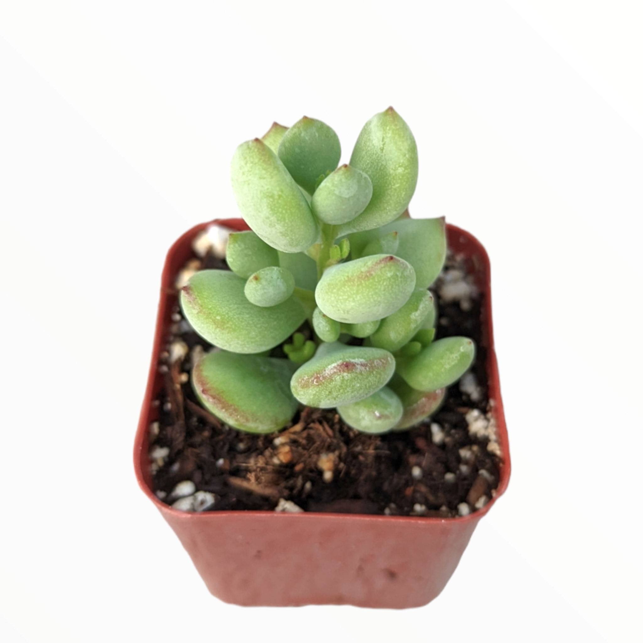 cotyledon pendens succulent plants Cotyledon pendens 'Cliff Cotyledon'