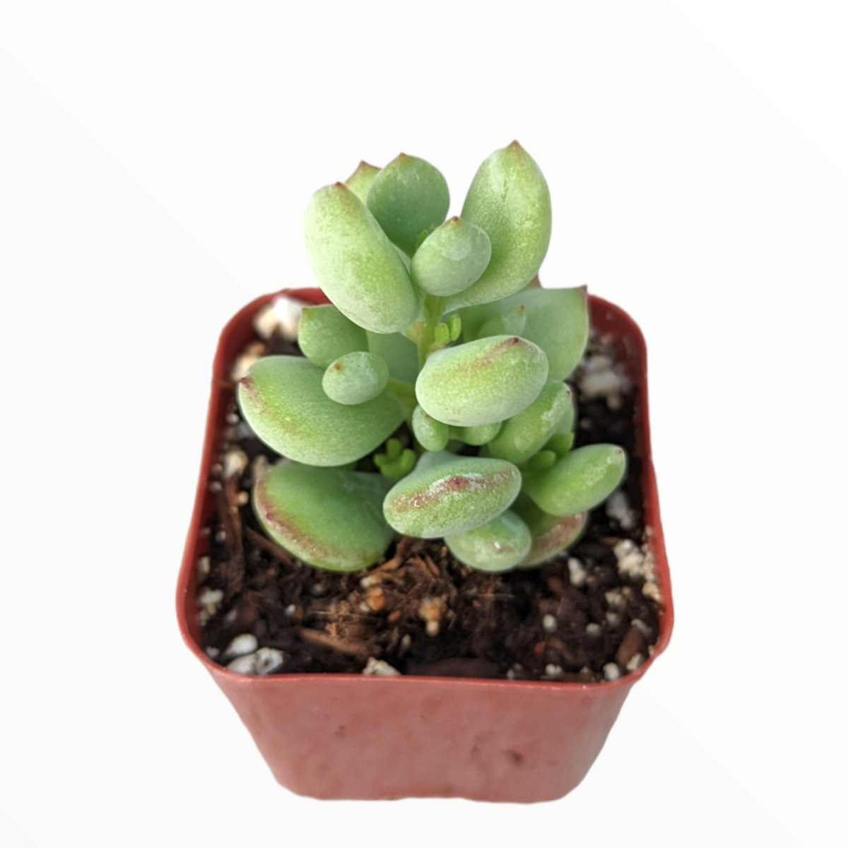 Cotyledon pendens 'Cliff Cotyledon' - Succulents Depot