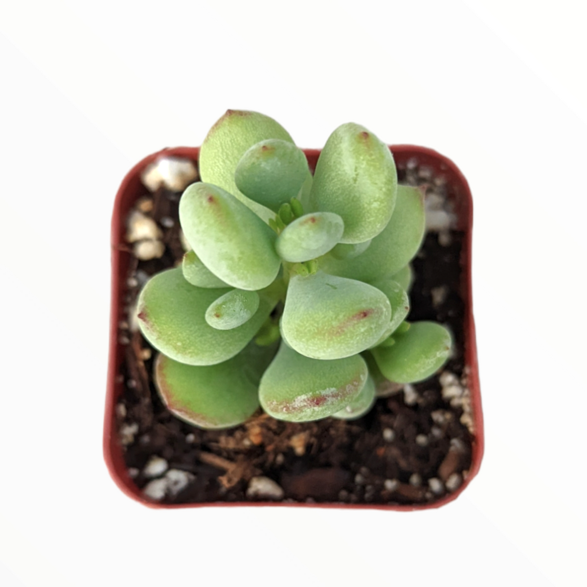 Cotyledon pendens 'Cliff Cotyledon' - Succulents Depot