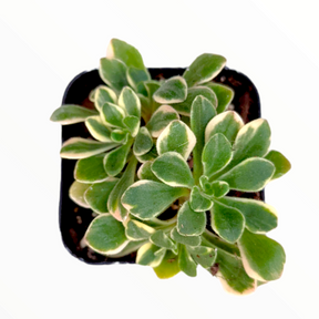 Aeonium domesticum Variegata