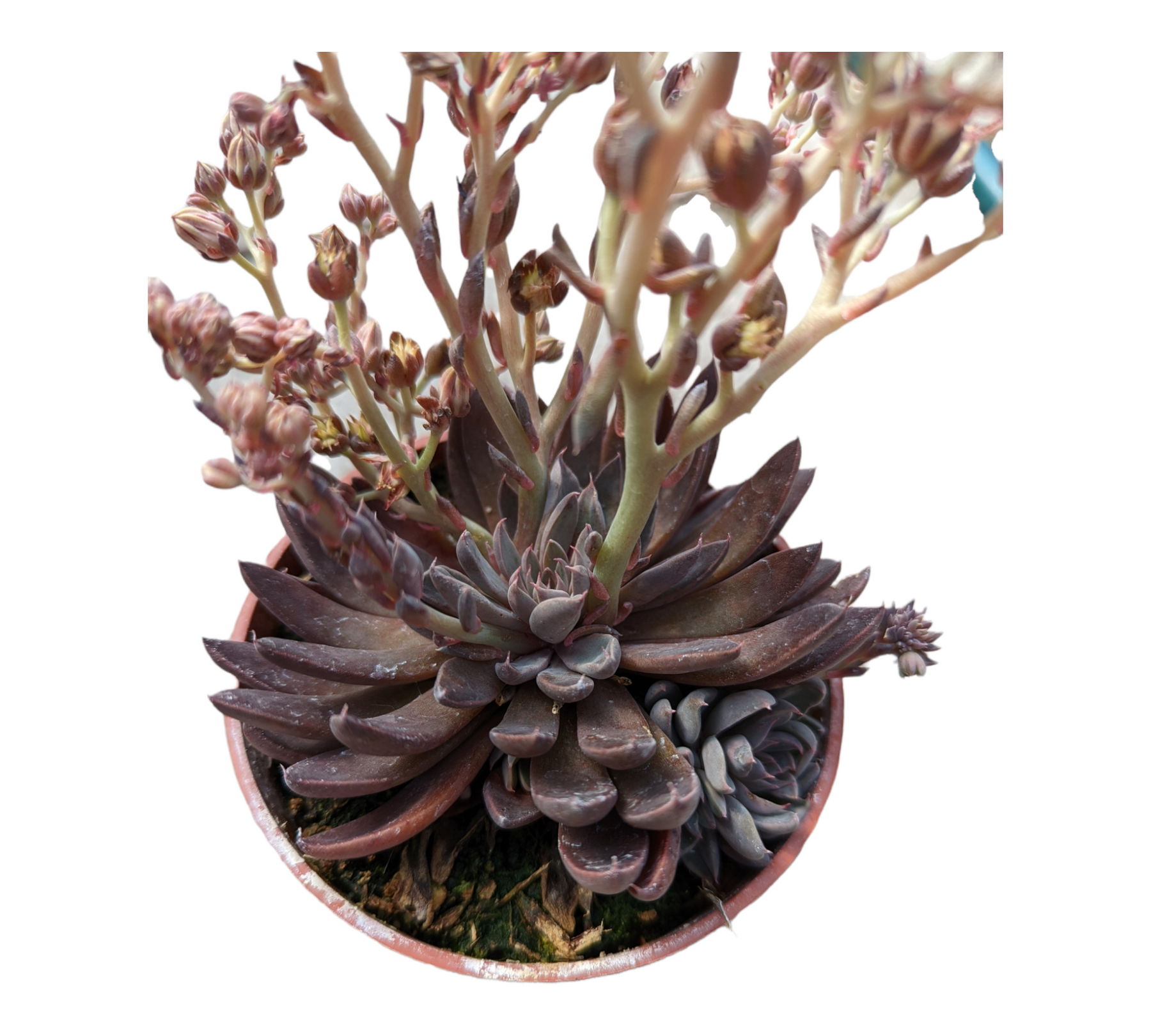 rusbyi succulent Graptopetalum Rusbyi