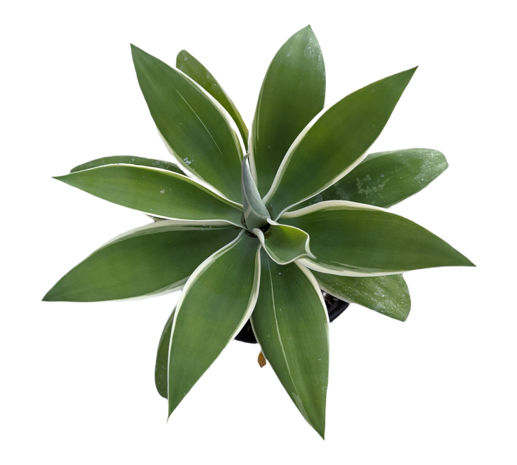 are agave succulents Agave attenuate 'Ray of Light'