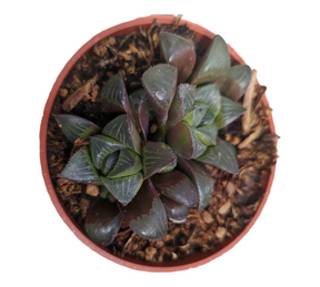 Haworthia mirabilis mundula