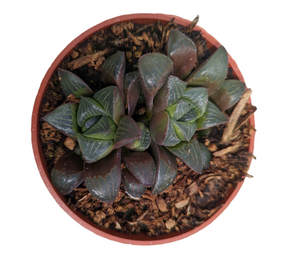 Haworthia mirabilis mundula