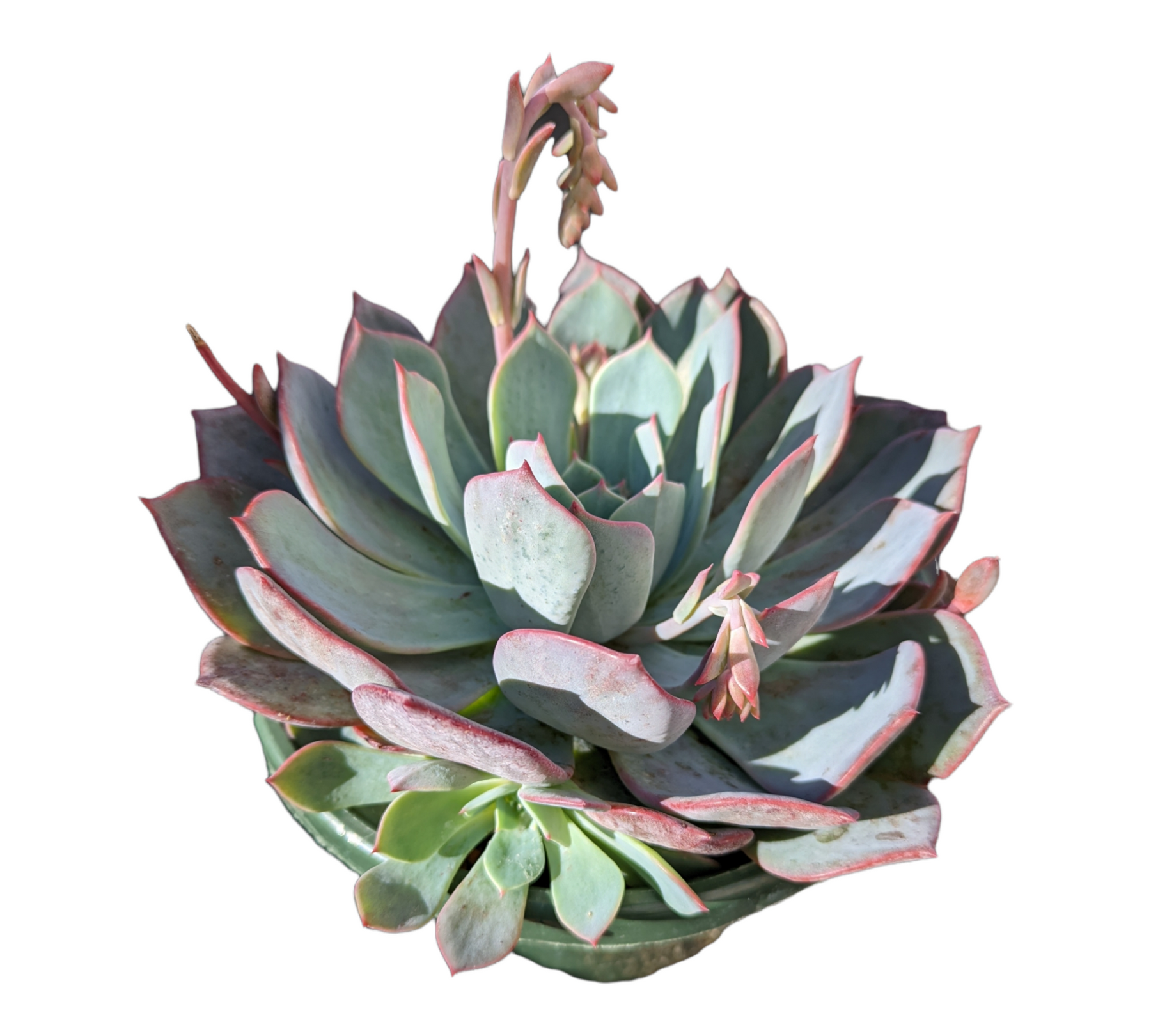 big green leaf succulent Echeveria Laulensis