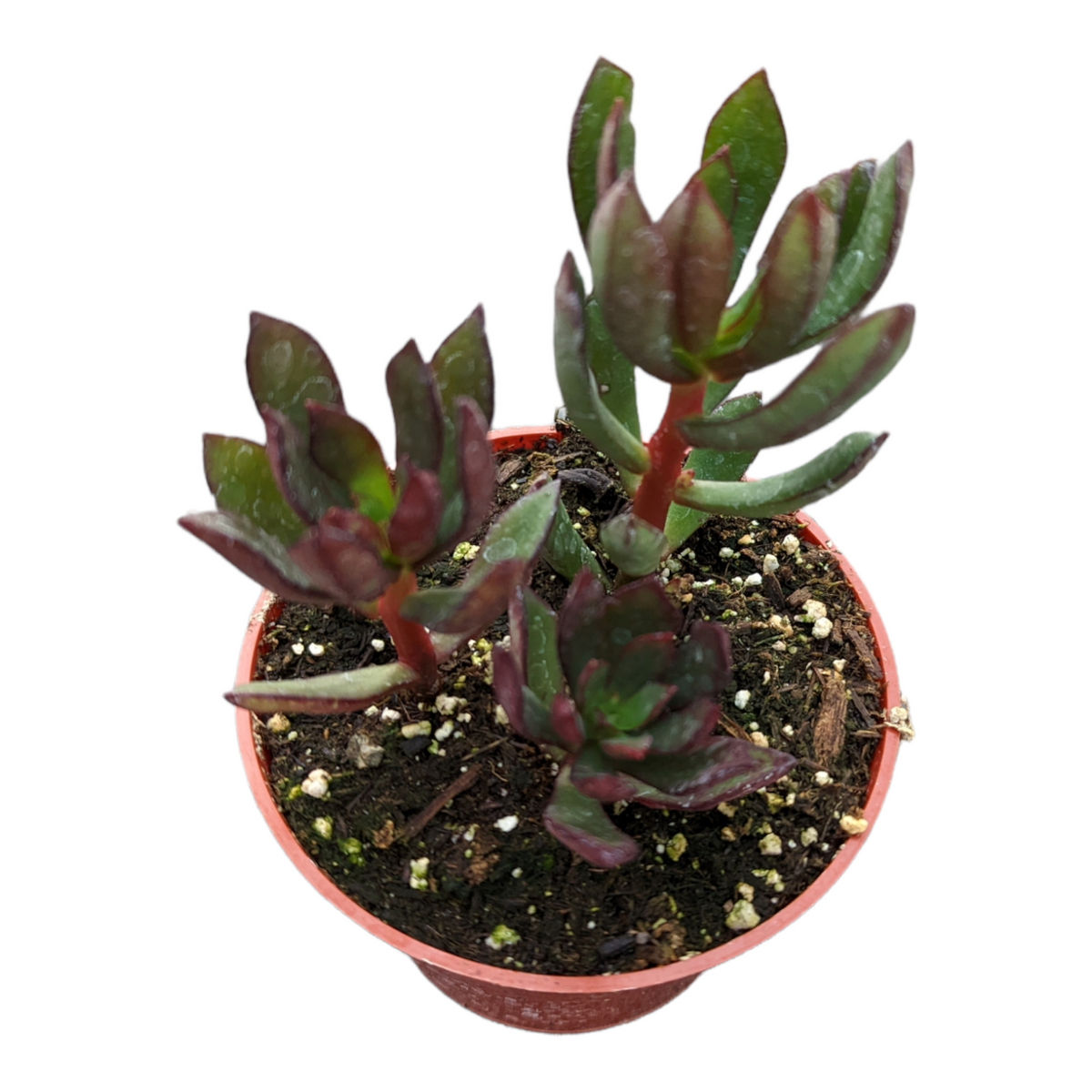 nodulosa succulent Echeveria nodulosa 'Arrow'