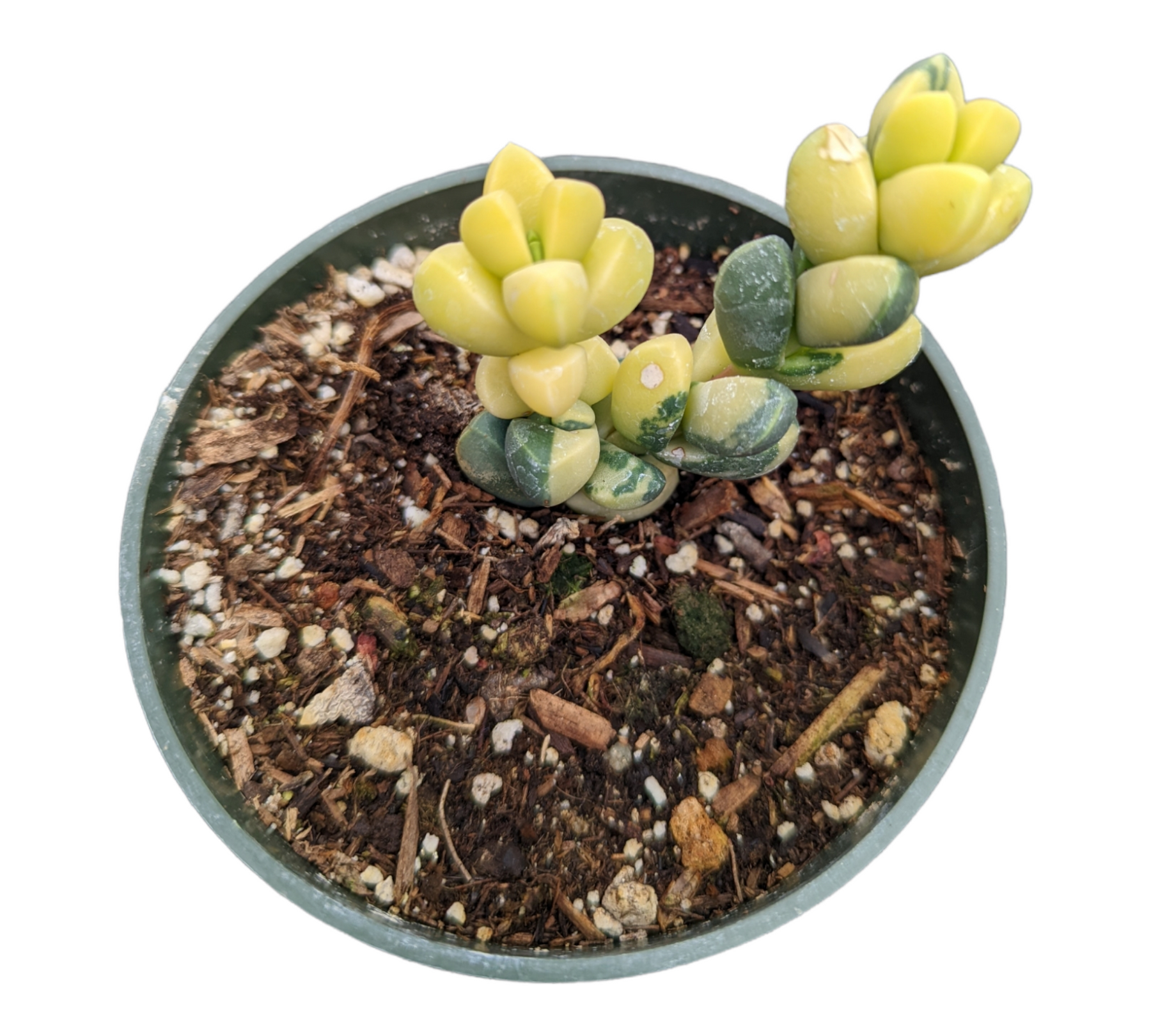 variegated ice plant succulent Corpuscularia lehmannii Variegated Ice Plant