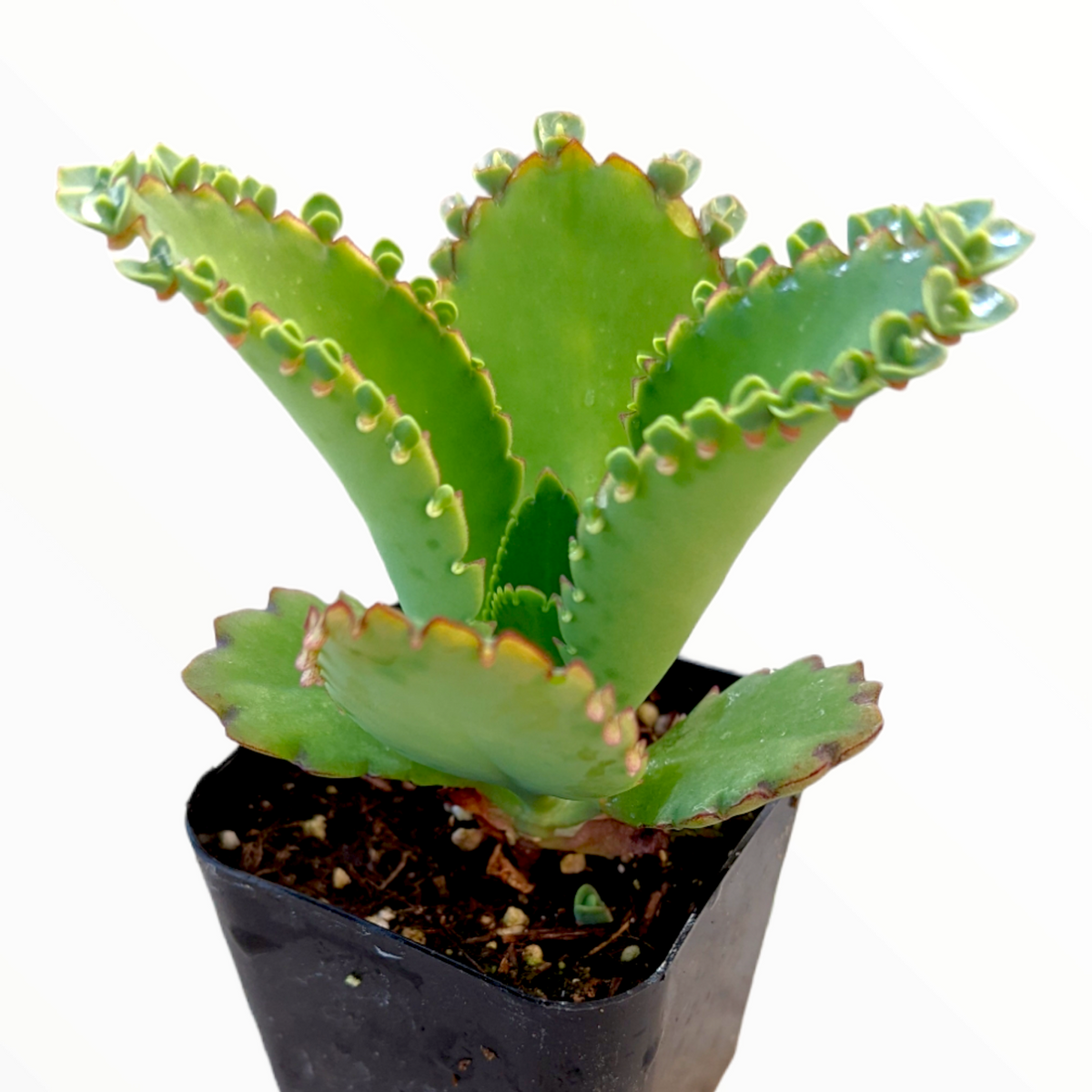 Kalanchoe daigremontiana 'Mother of Thousands' 6 Inch
