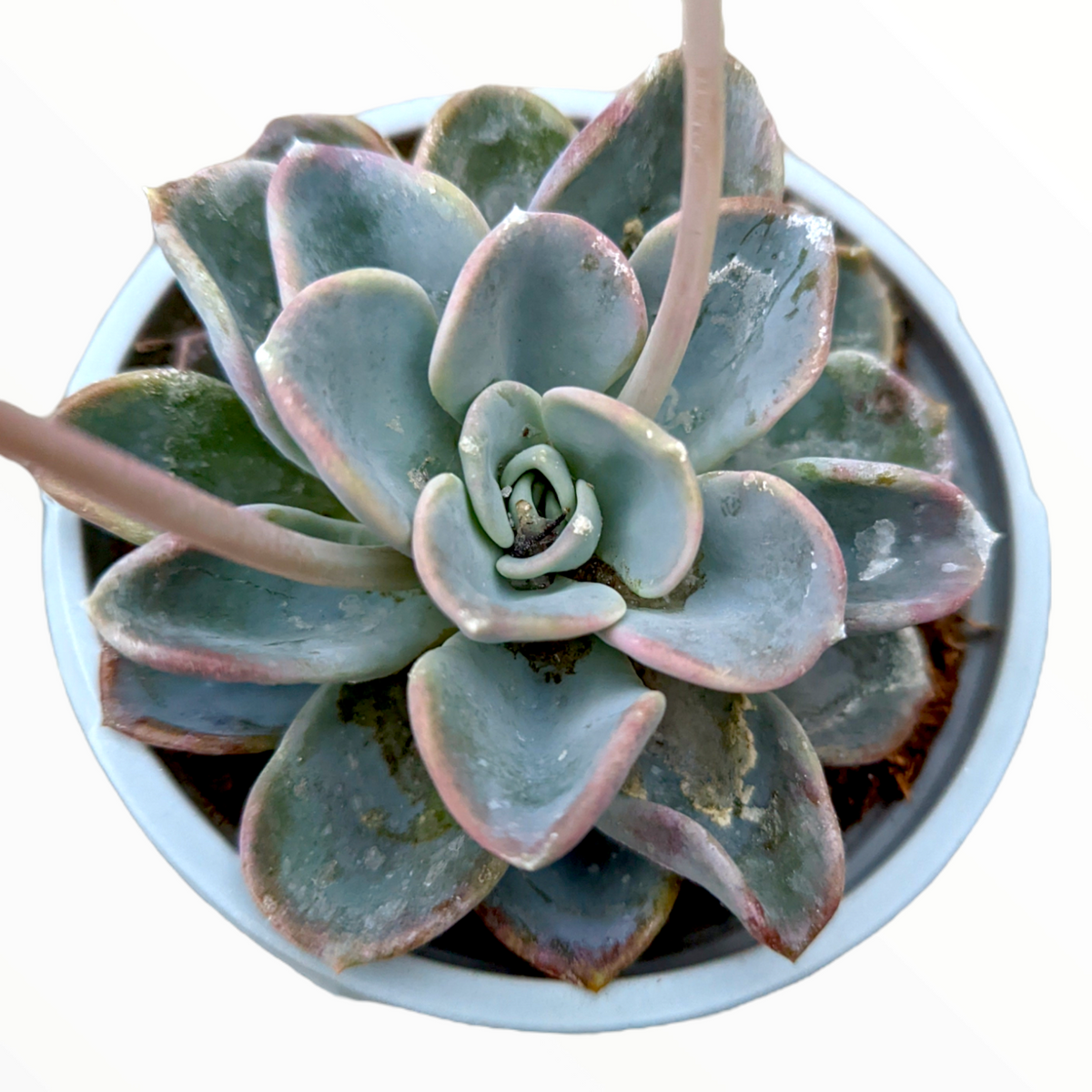 Echeveria Orpet