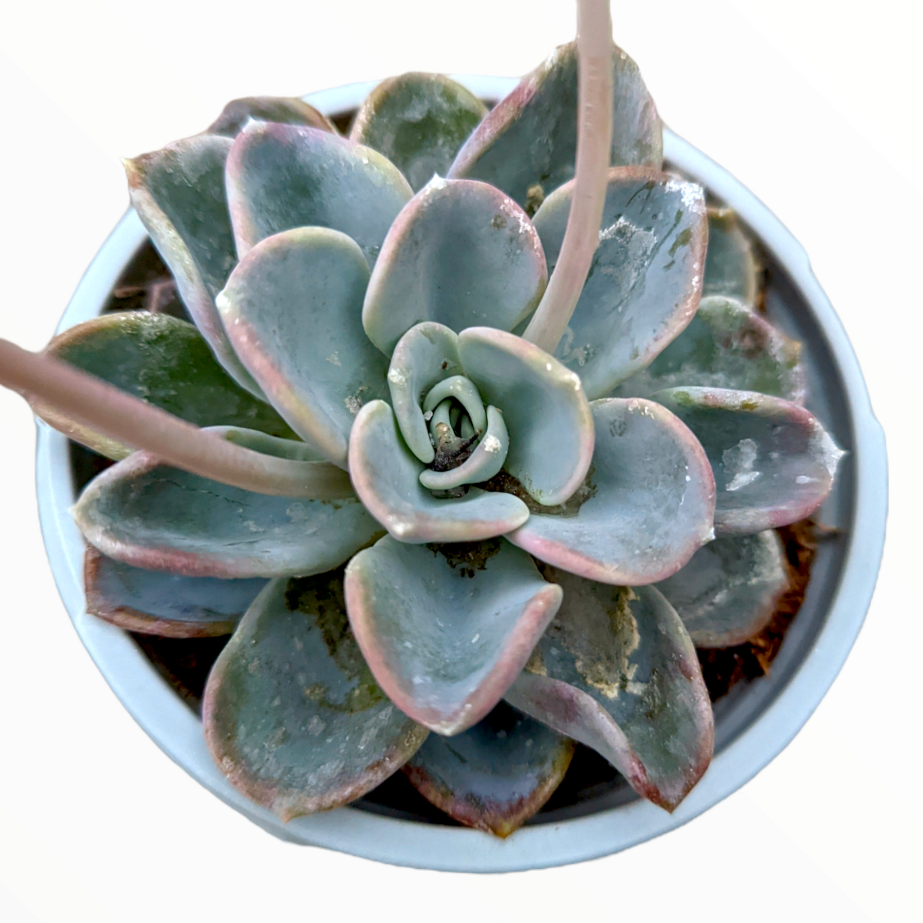 orpet succulent Echeveria Orpet