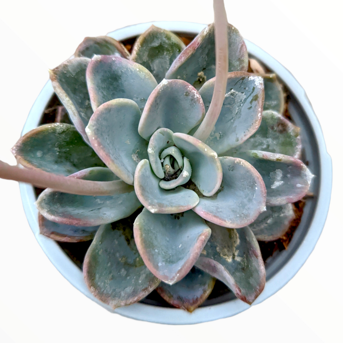 Echeveria Orpet