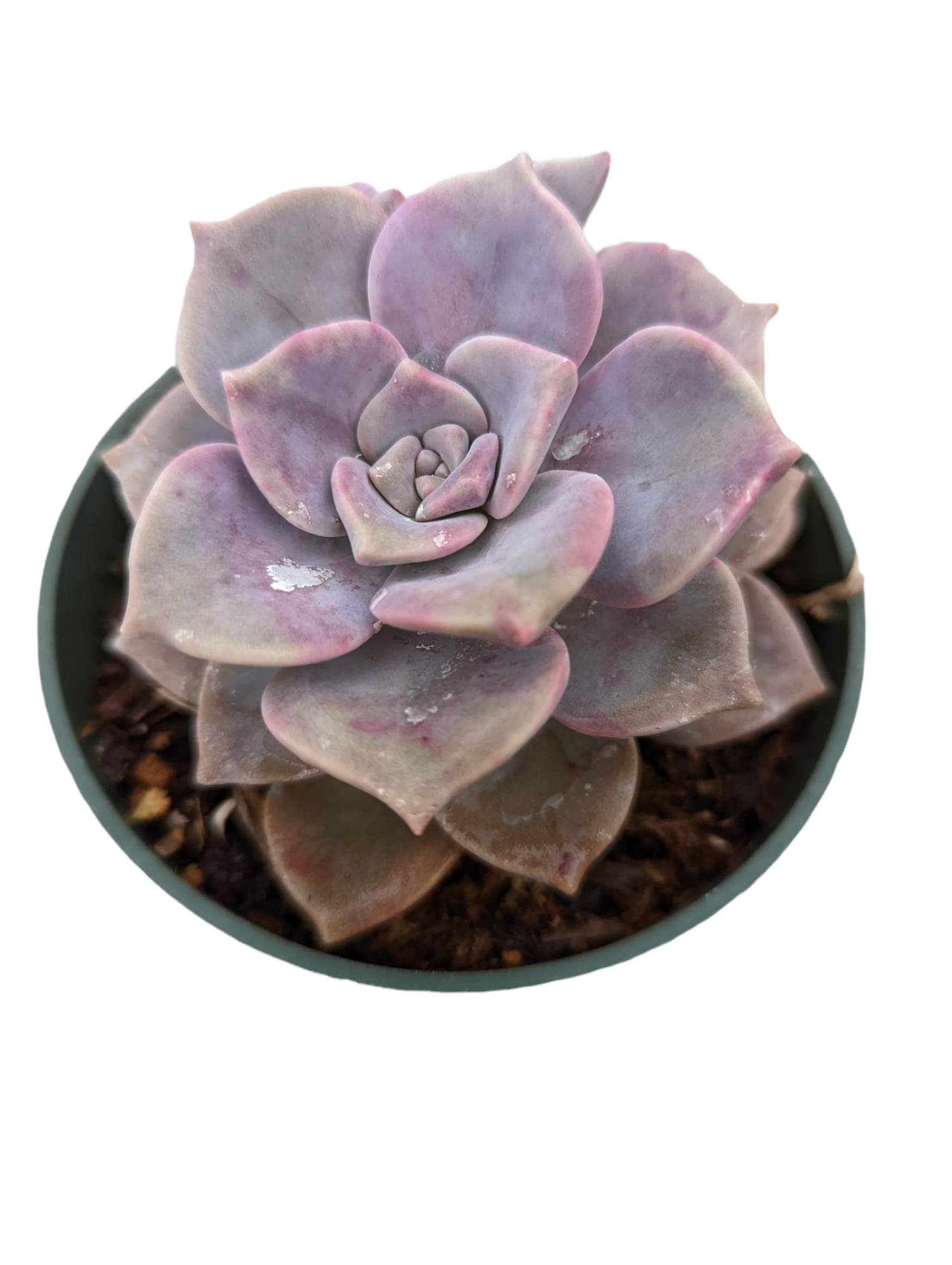 succulent with purple stripes Graptopetalum 'Purple Delight' 4 Inch