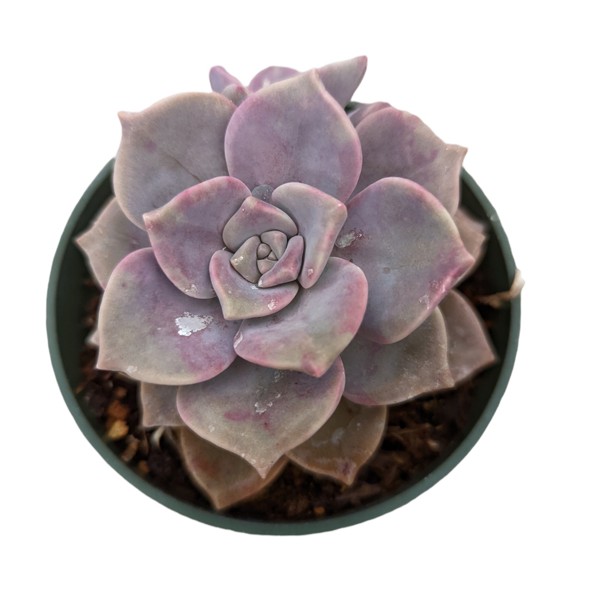 Graptopetalum 'Purple Delight' 4 Inch
