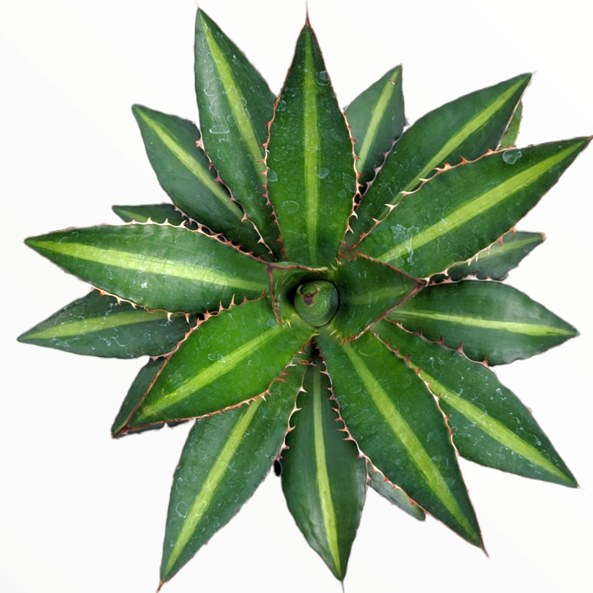 Agave lophantha 'Splendida'