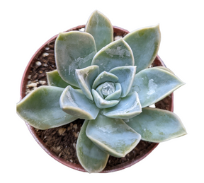 Echeveria Harry Waston