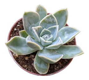 Echeveria Harry Waston