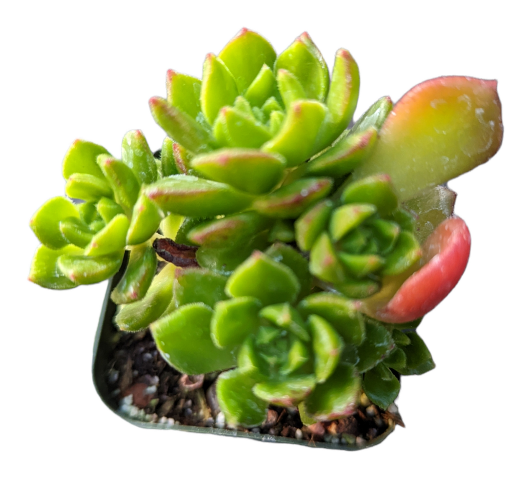 sedeveria starburst succulent Sedeveria 'Letizia'