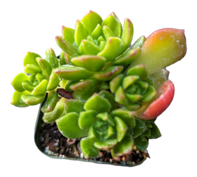 Sedeveria 'Letizia' - Succulents Depot