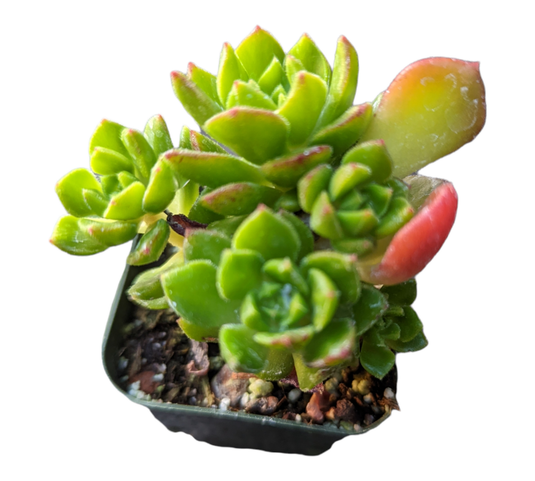 succulent letizia Sedeveria 'Letizia'