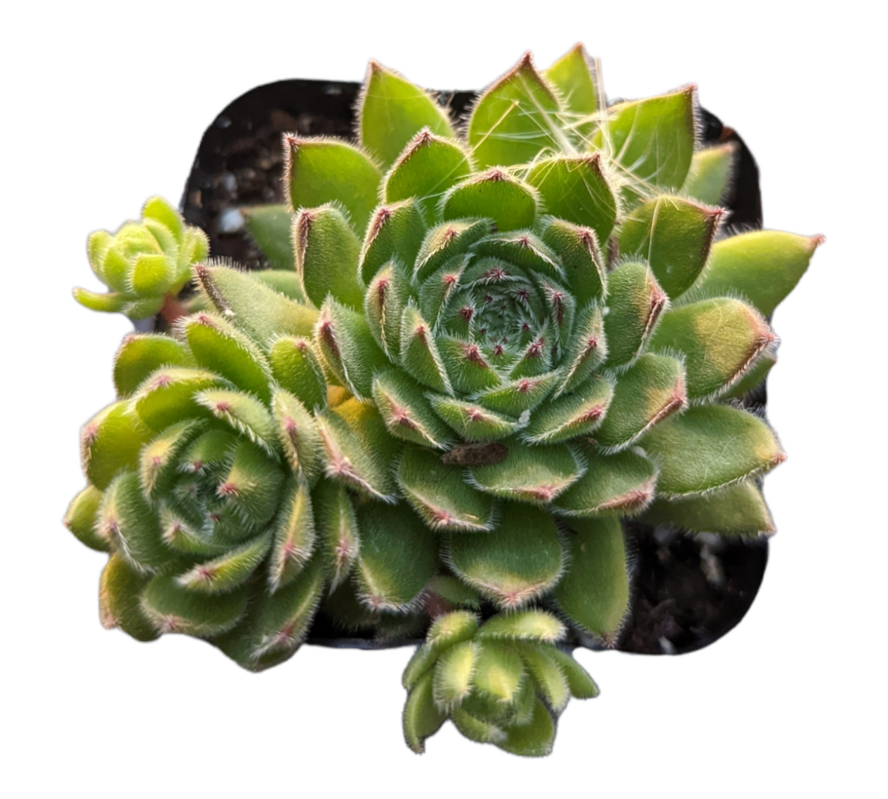 chick succulent Sempervivum Chick Charms Sugar Simmer 2 Inch #A