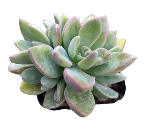 Graptoveria Cv. Rezry