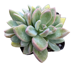 Graptoveria Cv. Rezry
