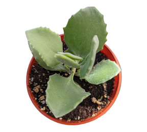 Kalanchoe millotii - Millot Kalanchoe