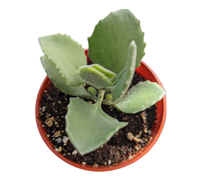 Kalanchoe millotii - Millot Kalanchoe