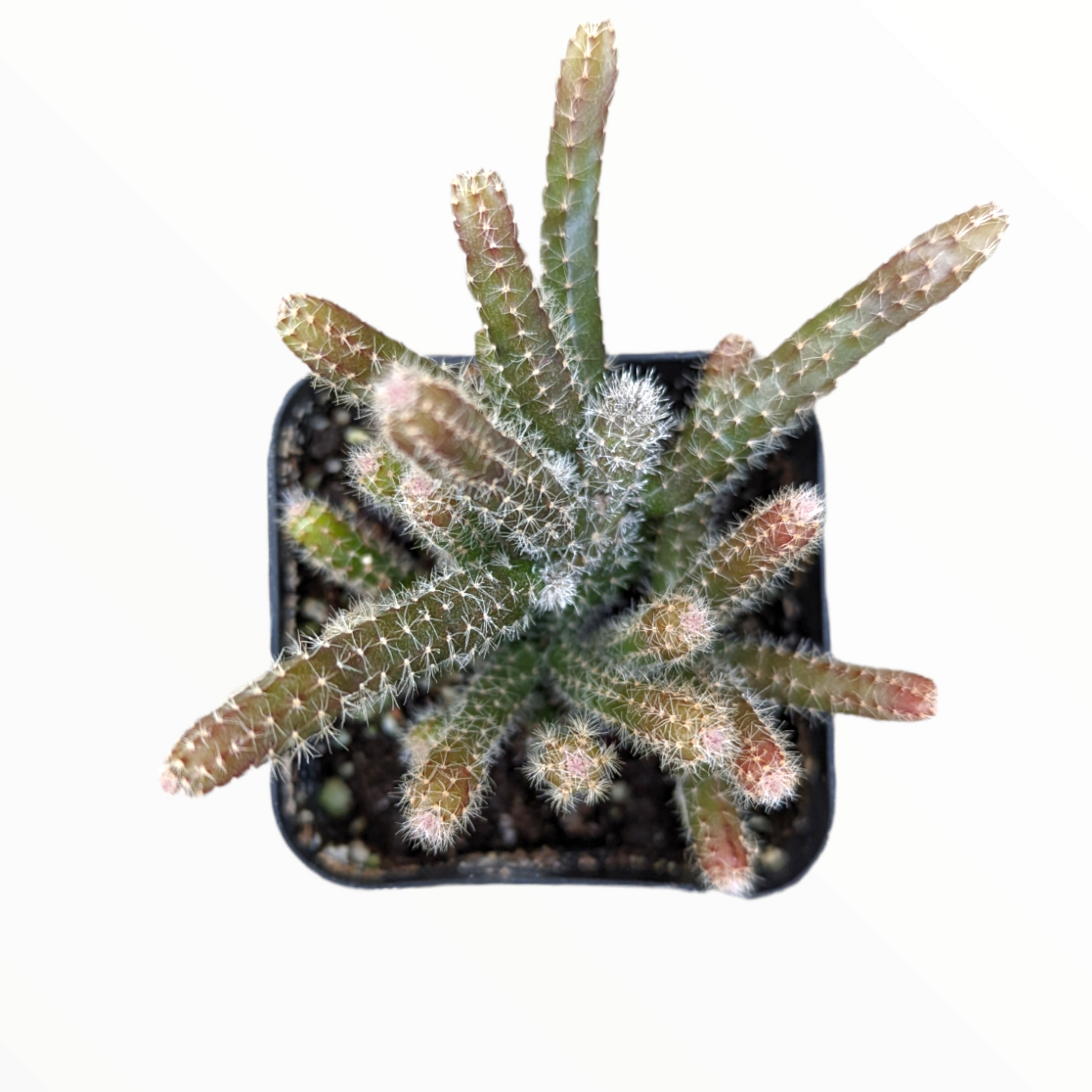 Rhipsalis baccifera subsp. horrida Mouse Tail Cactus - Succulents Depot