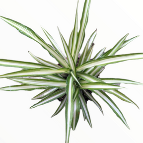 spider plant small Chlorophytum comosum 'Spider Plant'