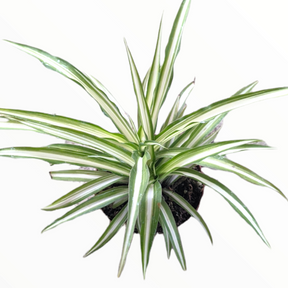 Chlorophytum comosum 'Spider Plant'