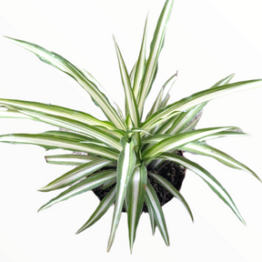 chlorophytum grass Chlorophytum comosum 'Spider Plant'