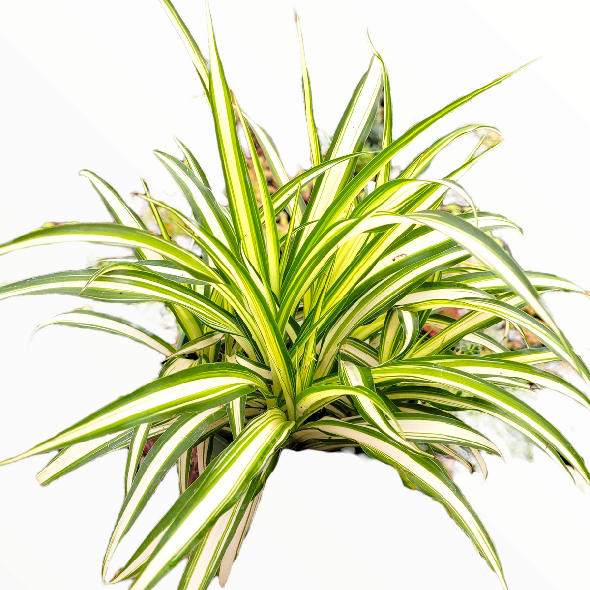 Chlorophytum comosum 'Spider Plant'