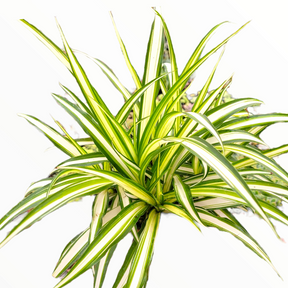 Chlorophytum comosum 'Spider Plant'